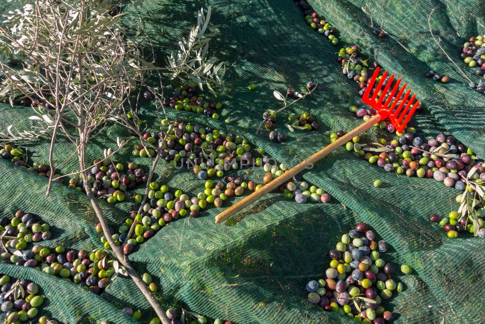 Orange olive hand-rake and just picked olives on the net