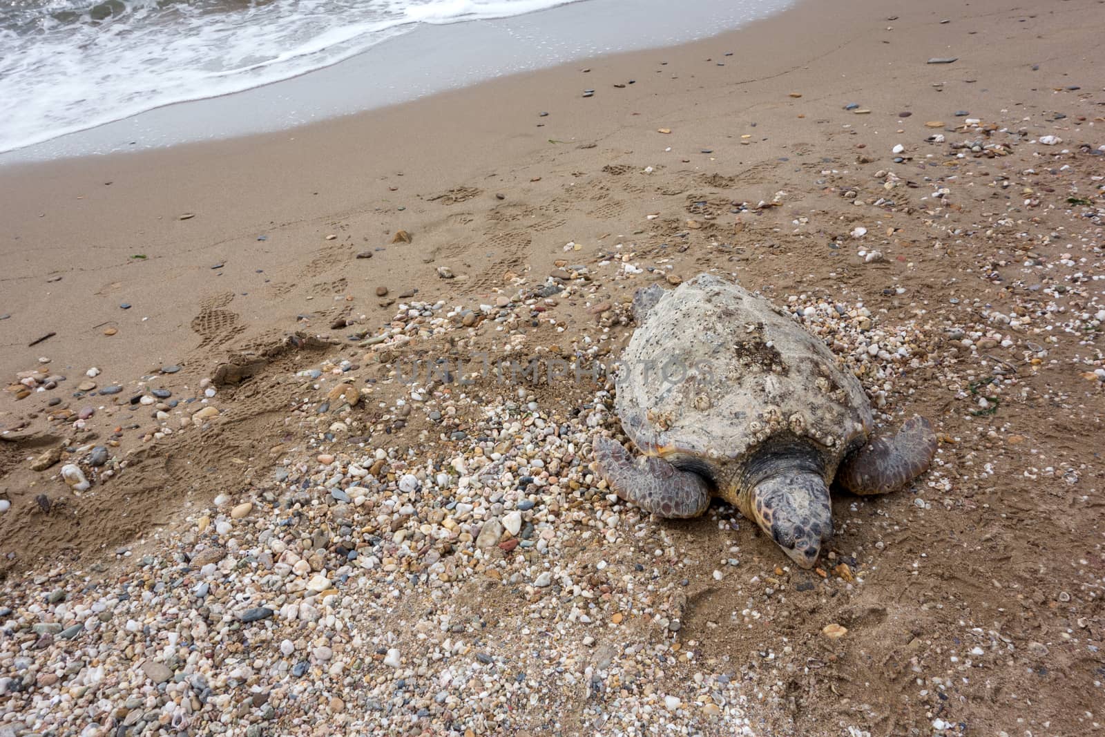 Dead sea turtle by Portokalis