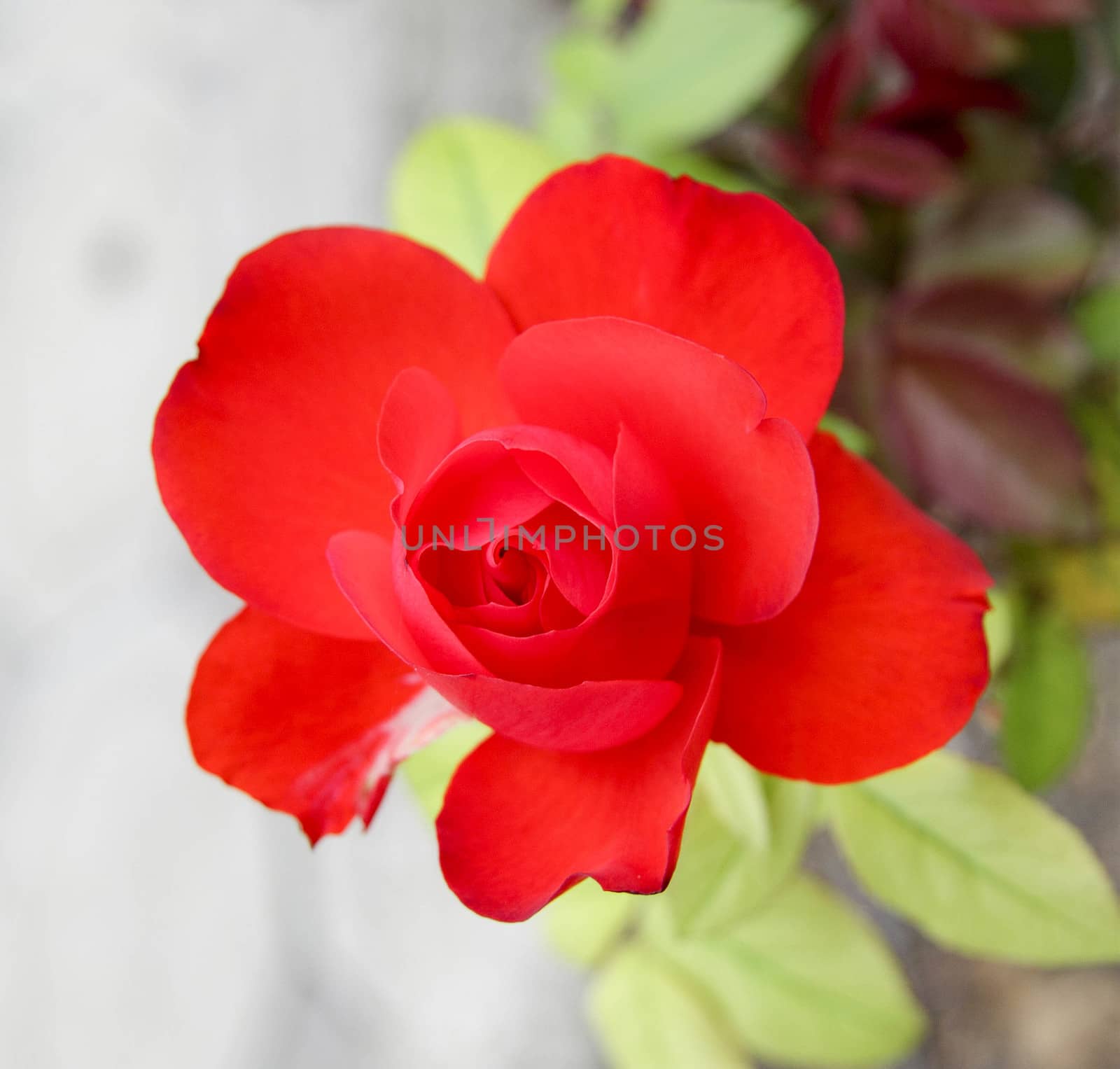 red flower