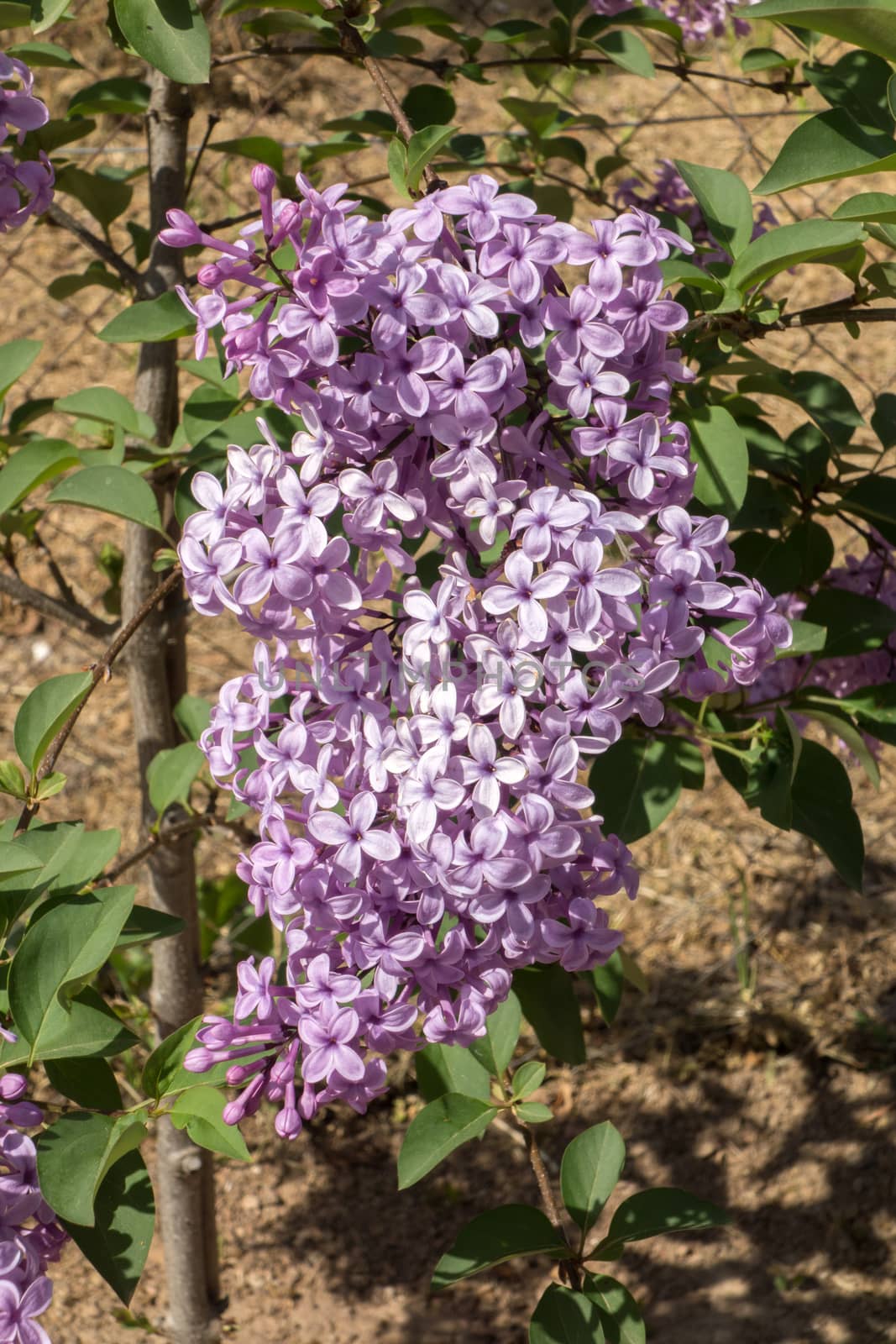 Branches of delicate spring lilac flowers