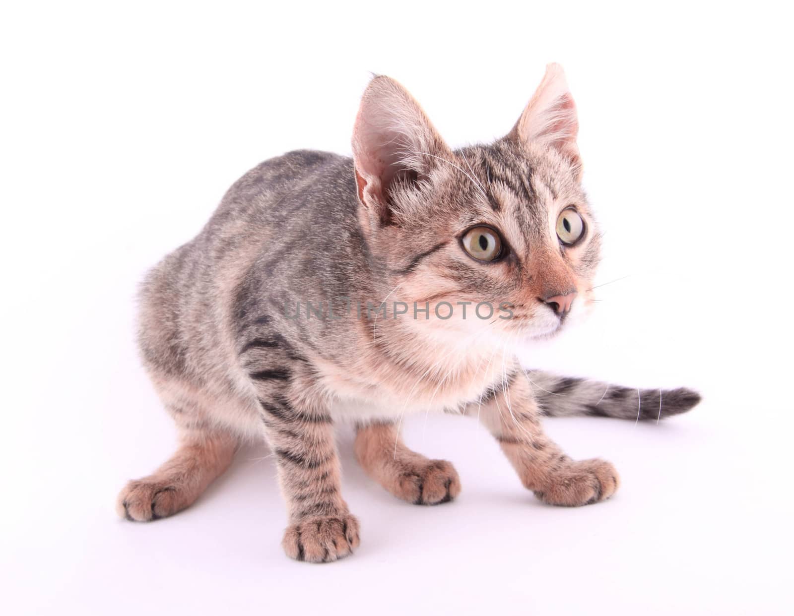 beautiful European cat