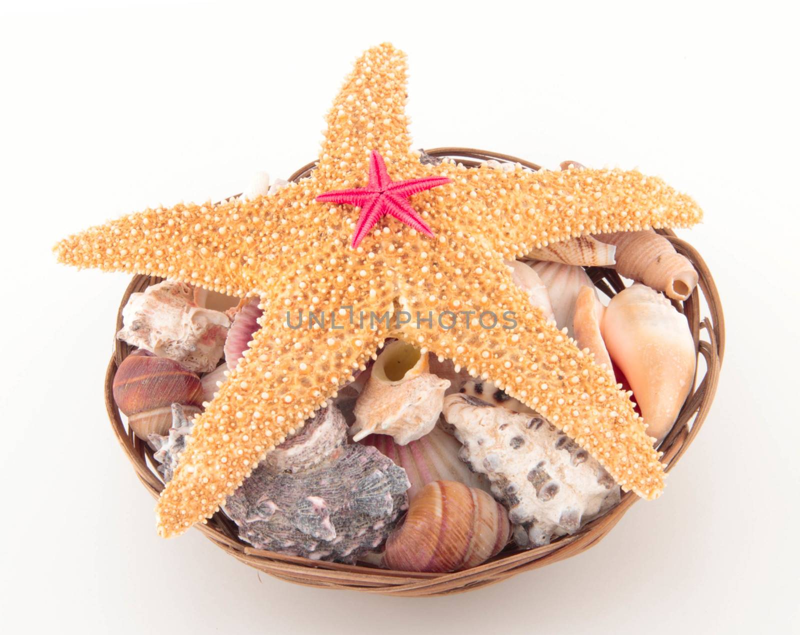 Starfish on seashells
