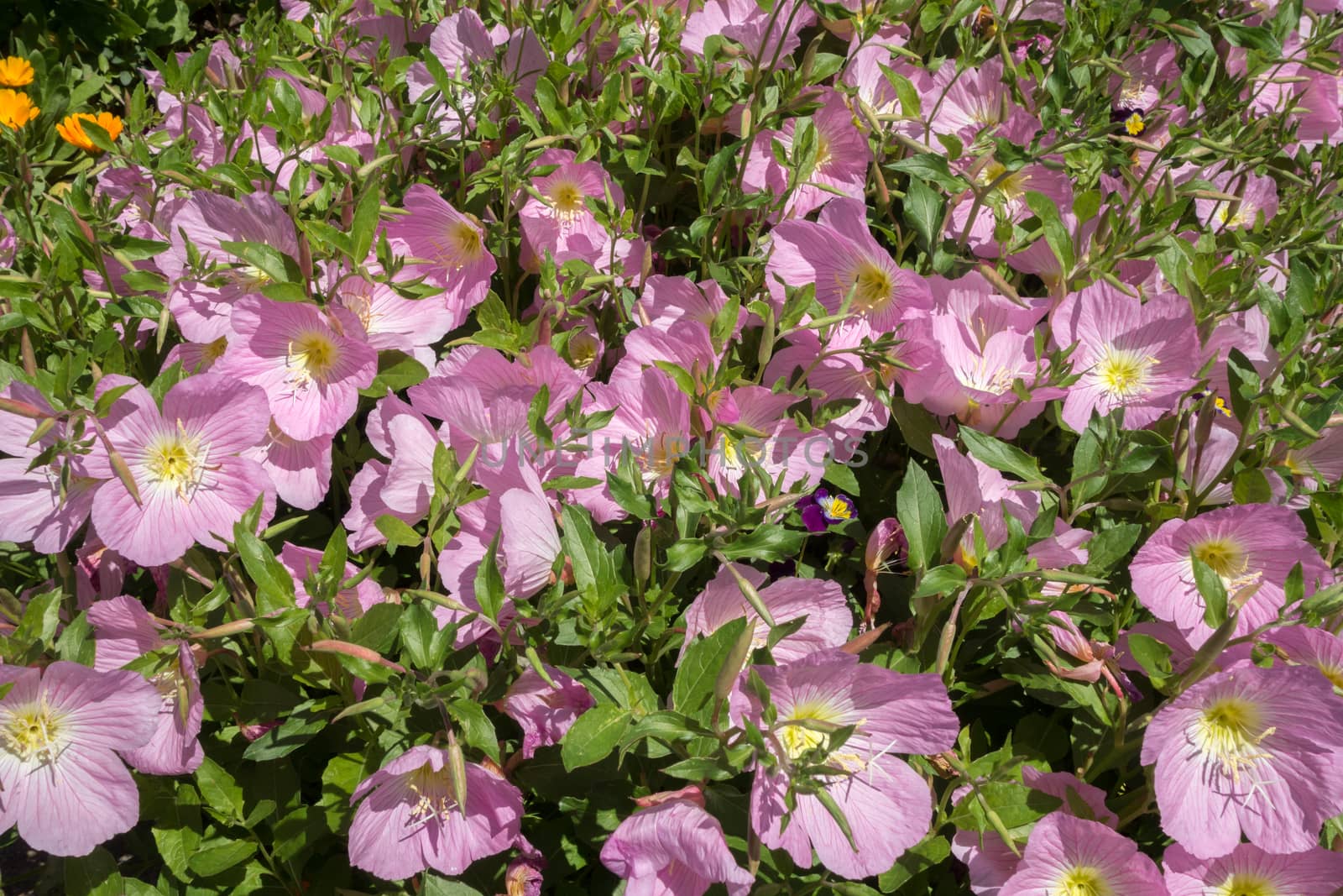 Pink flowers background by Portokalis