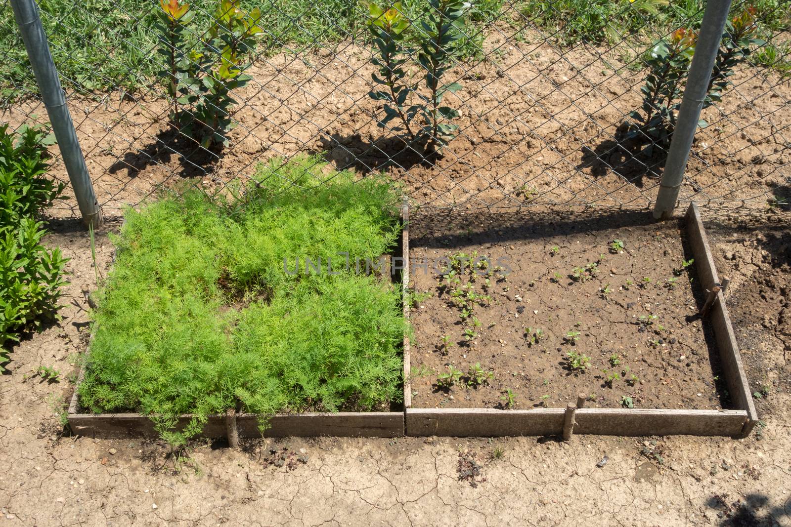 Herbs in yard. Raised-bed gardening