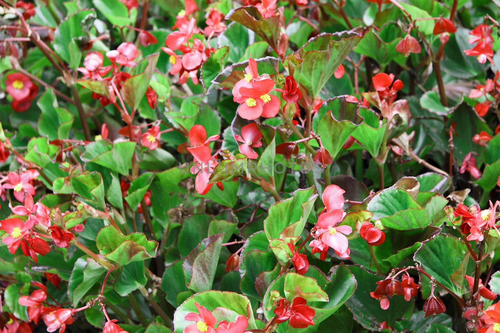 red flowers and green plants