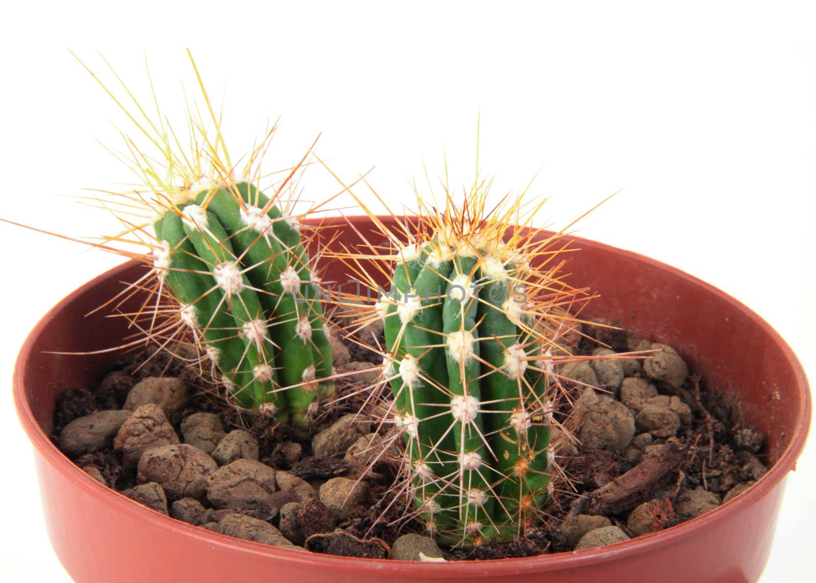 Two Cactus with Thorns in a Pot