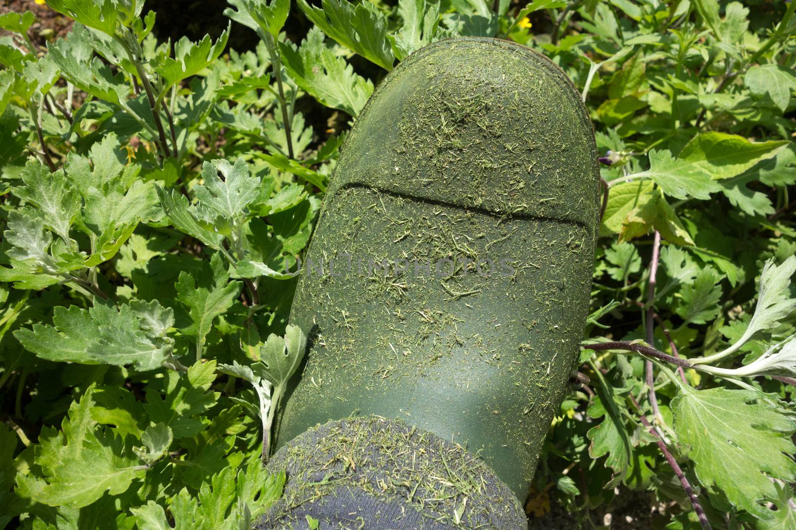 Urban farmer green gardering boots above garden background