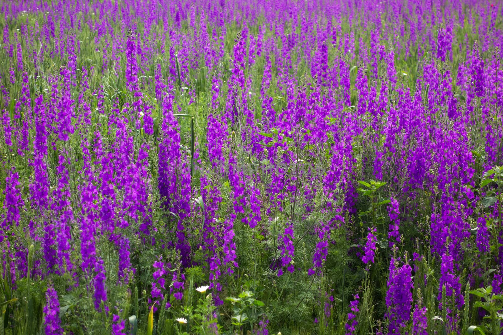 Purple flowers in field by Portokalis