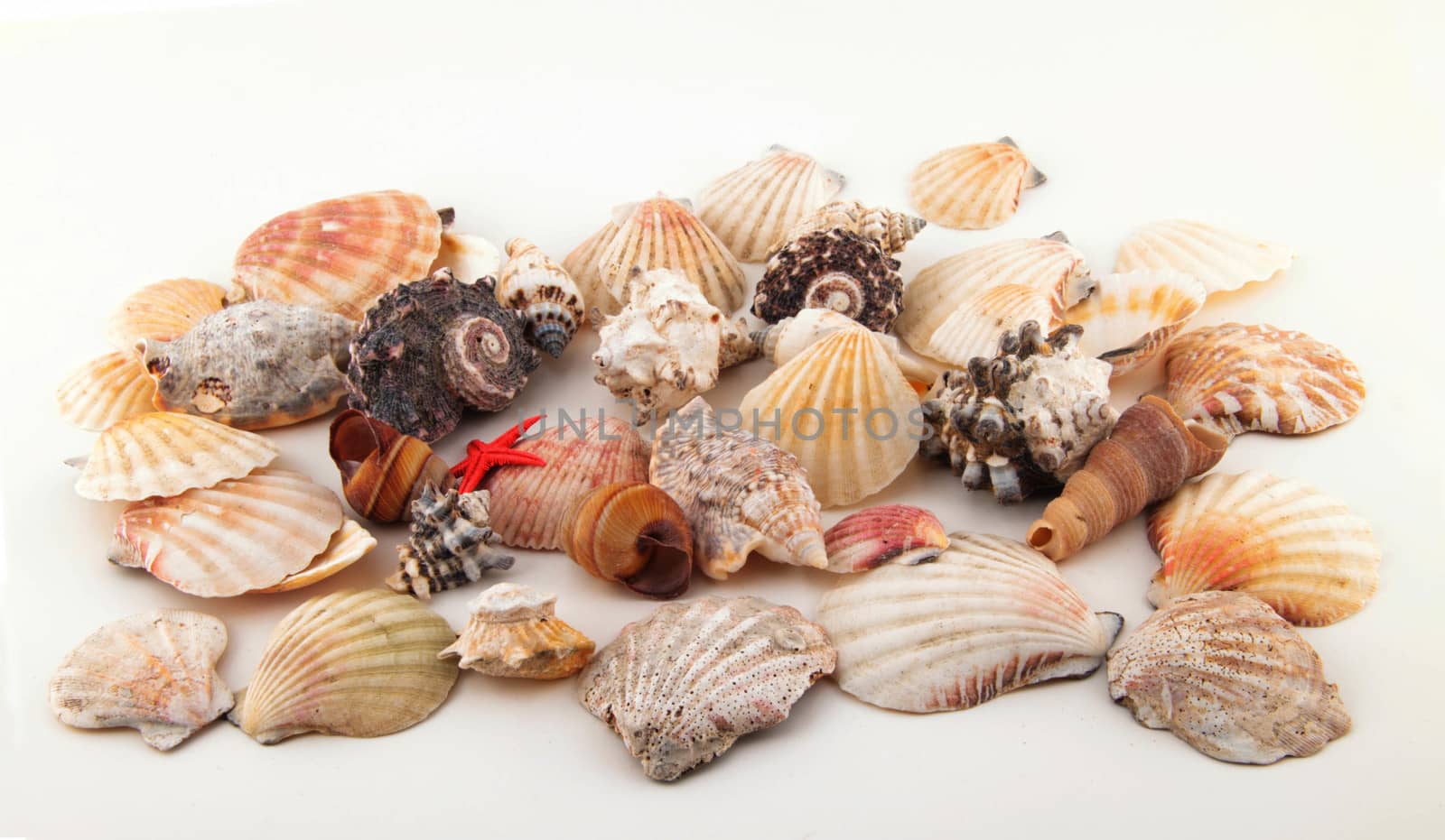 Seashell collection