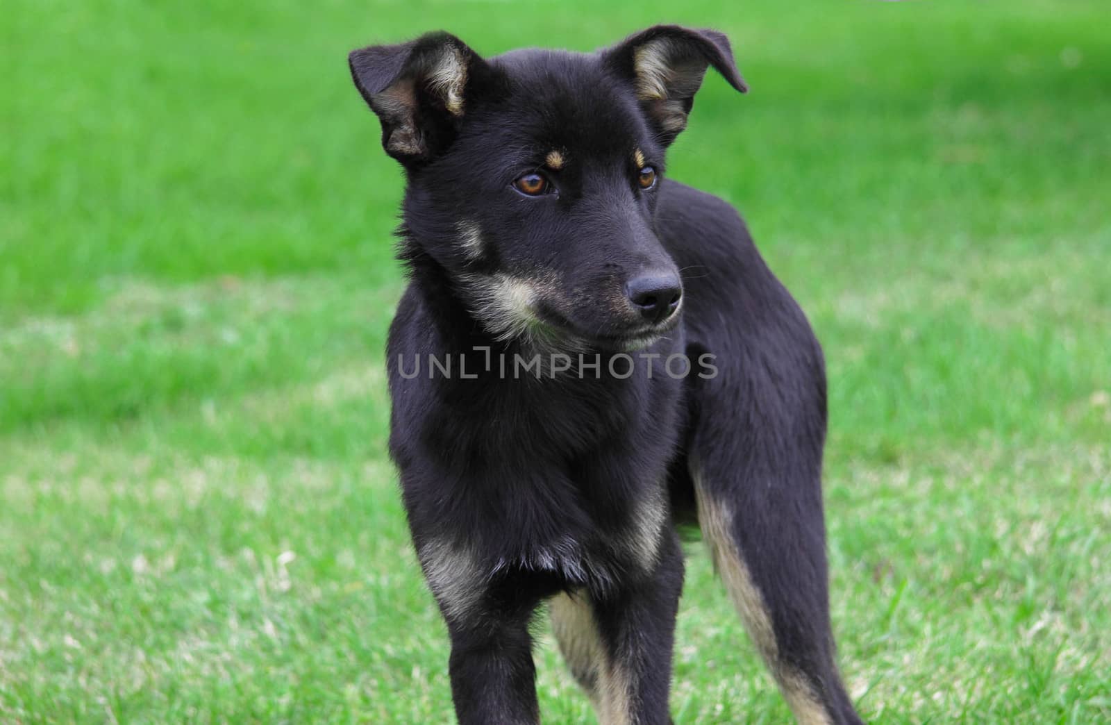 dog on grass