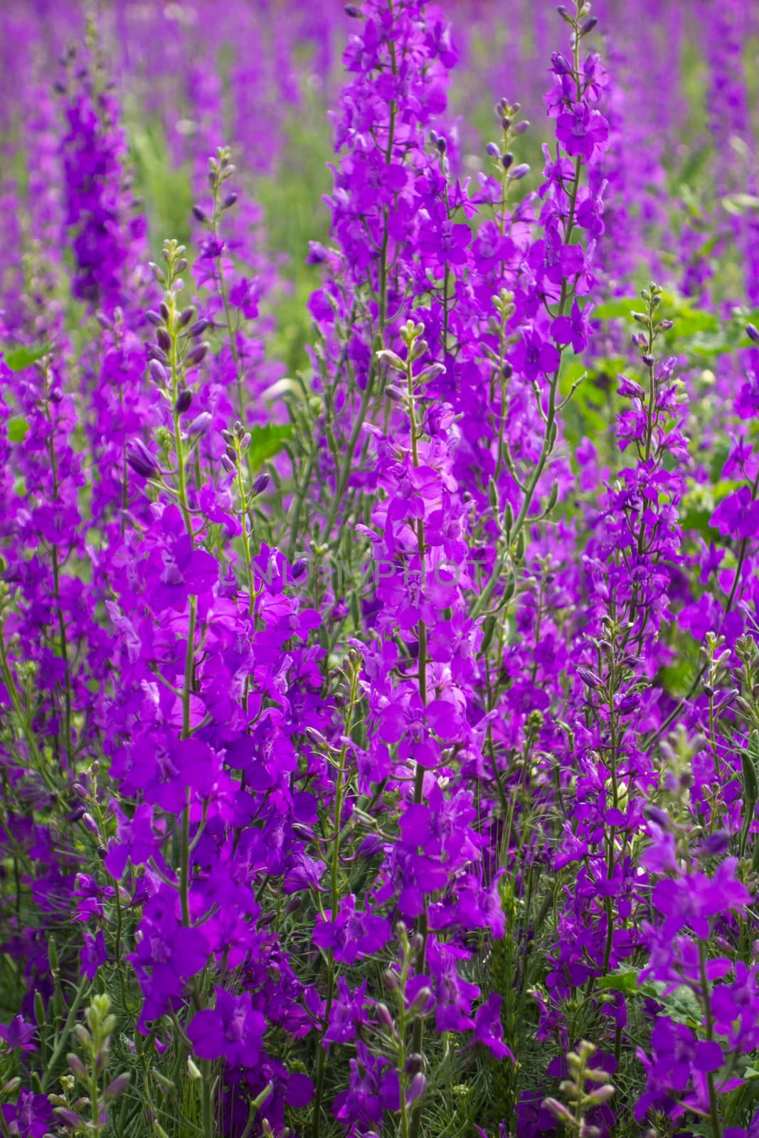 Purple flowers in field by Portokalis