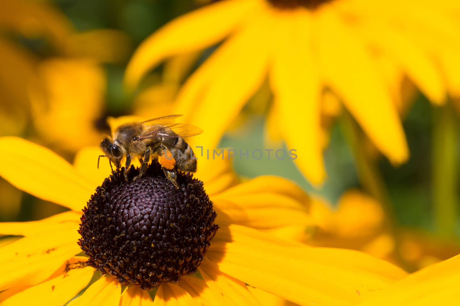 Colorful bee sitting on yellow flower by abeckman2706