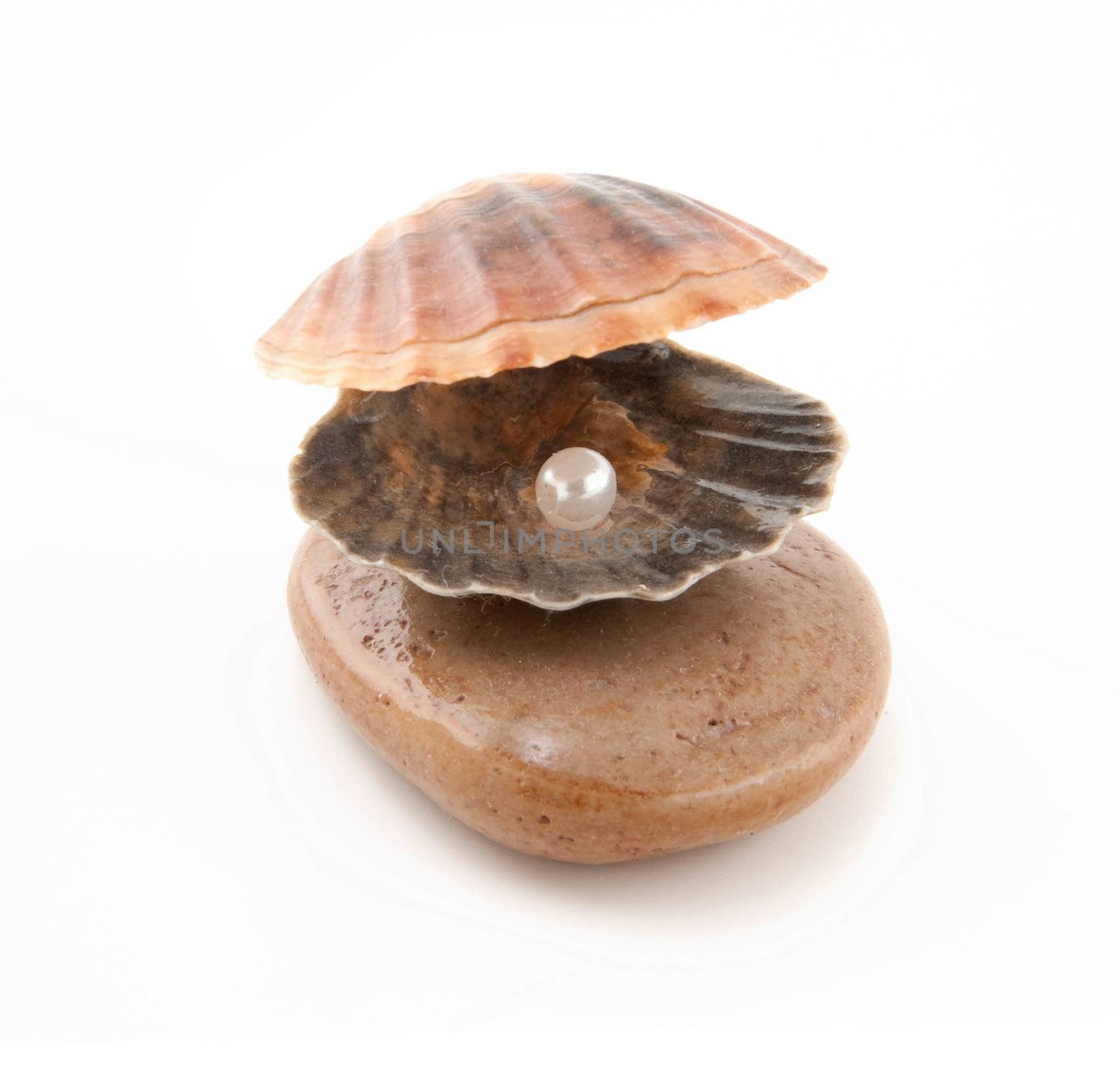 Shell with a pearl