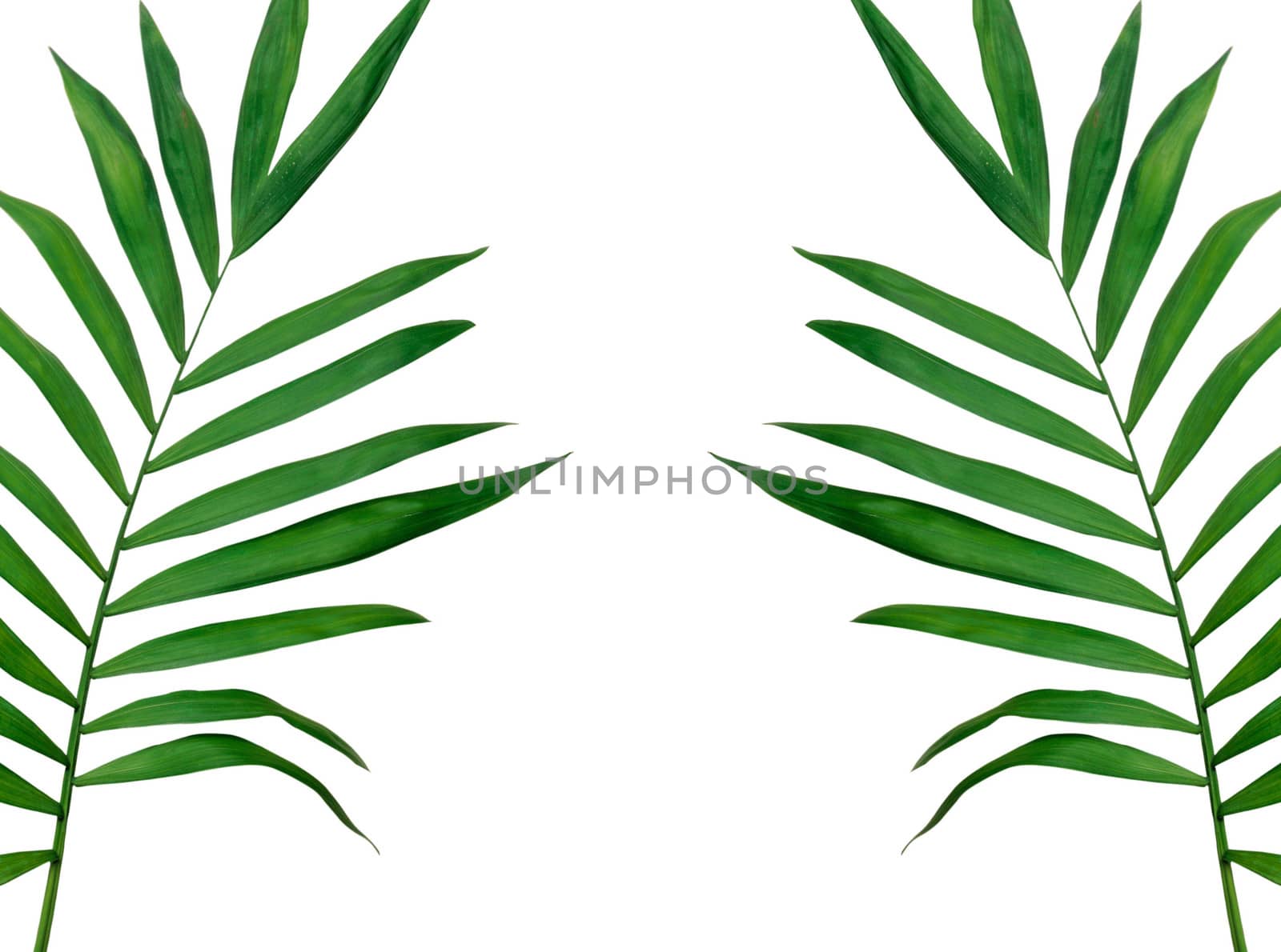 Green leaves isolated on white background