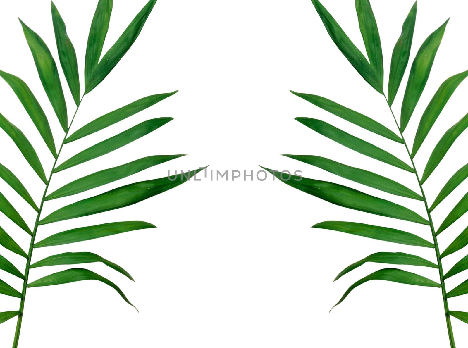 Green leaves isolated on white background