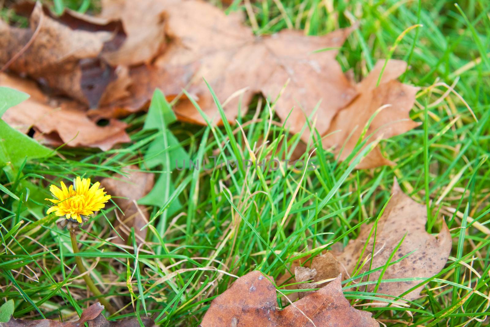 Dandelion in leaves and grass