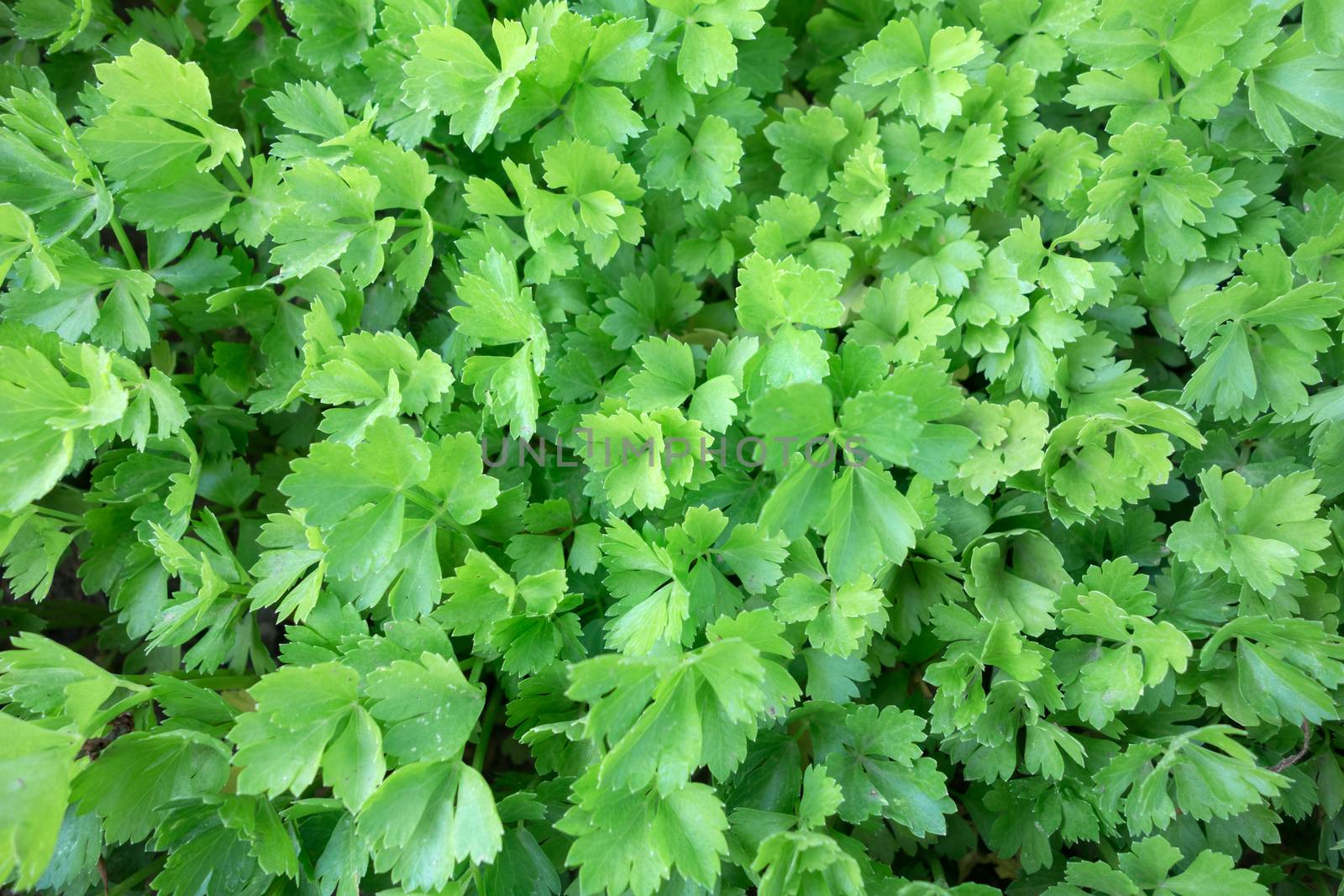 Green parsley leaves view by Portokalis