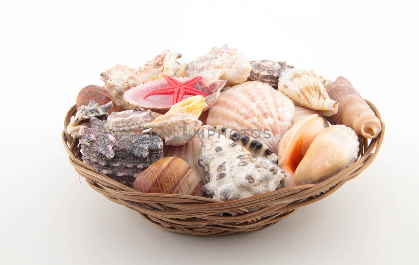 different shells on basket