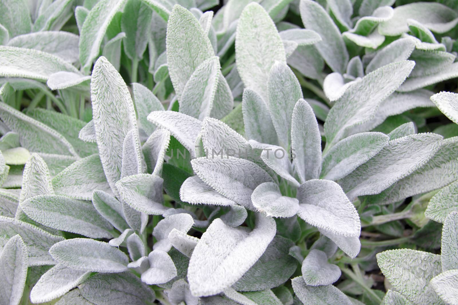 plant with white petals