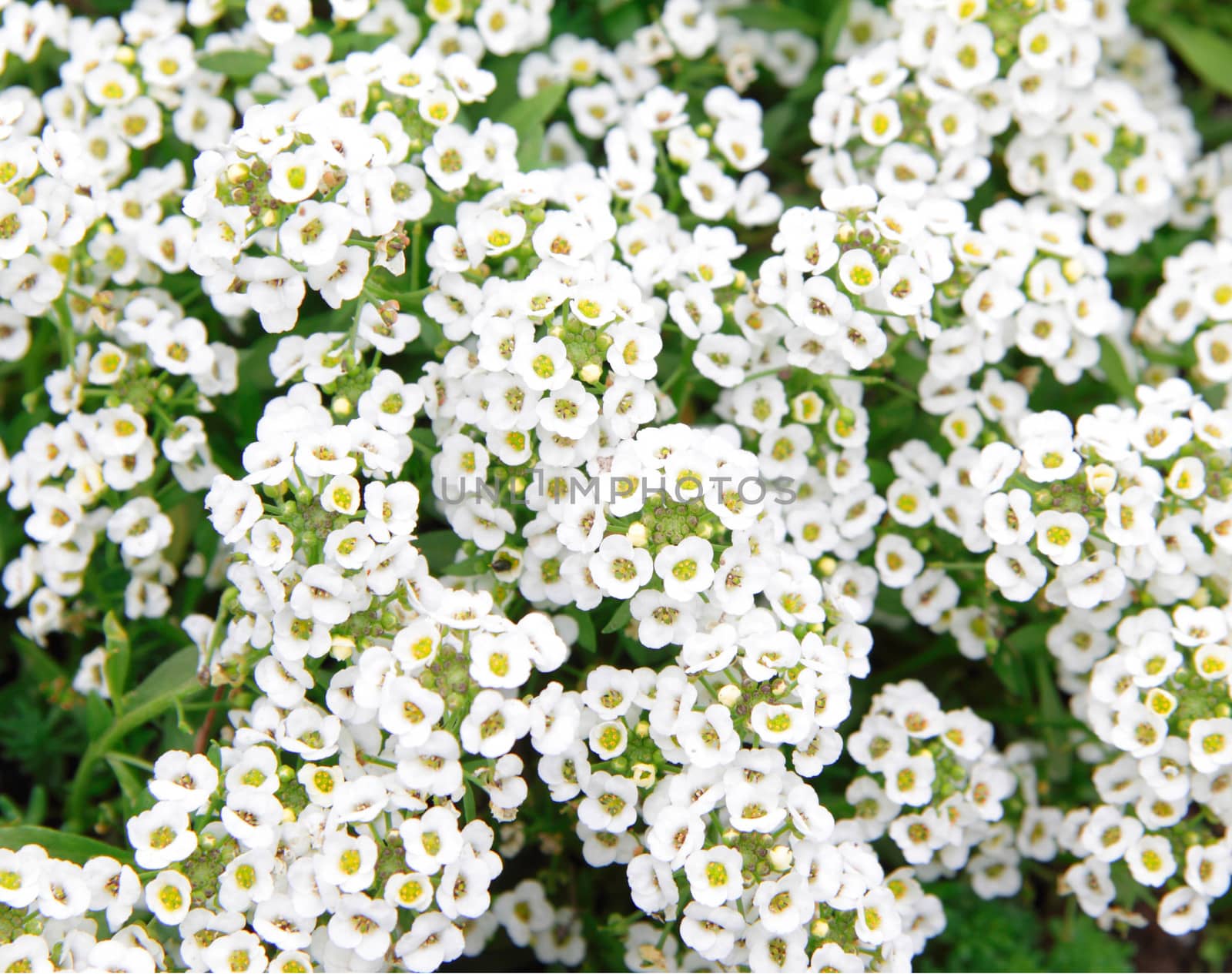 white flowers close up