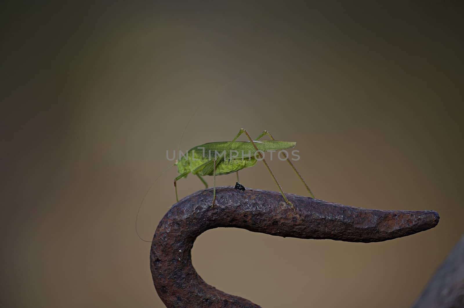 large green grasshopper by byvivik89