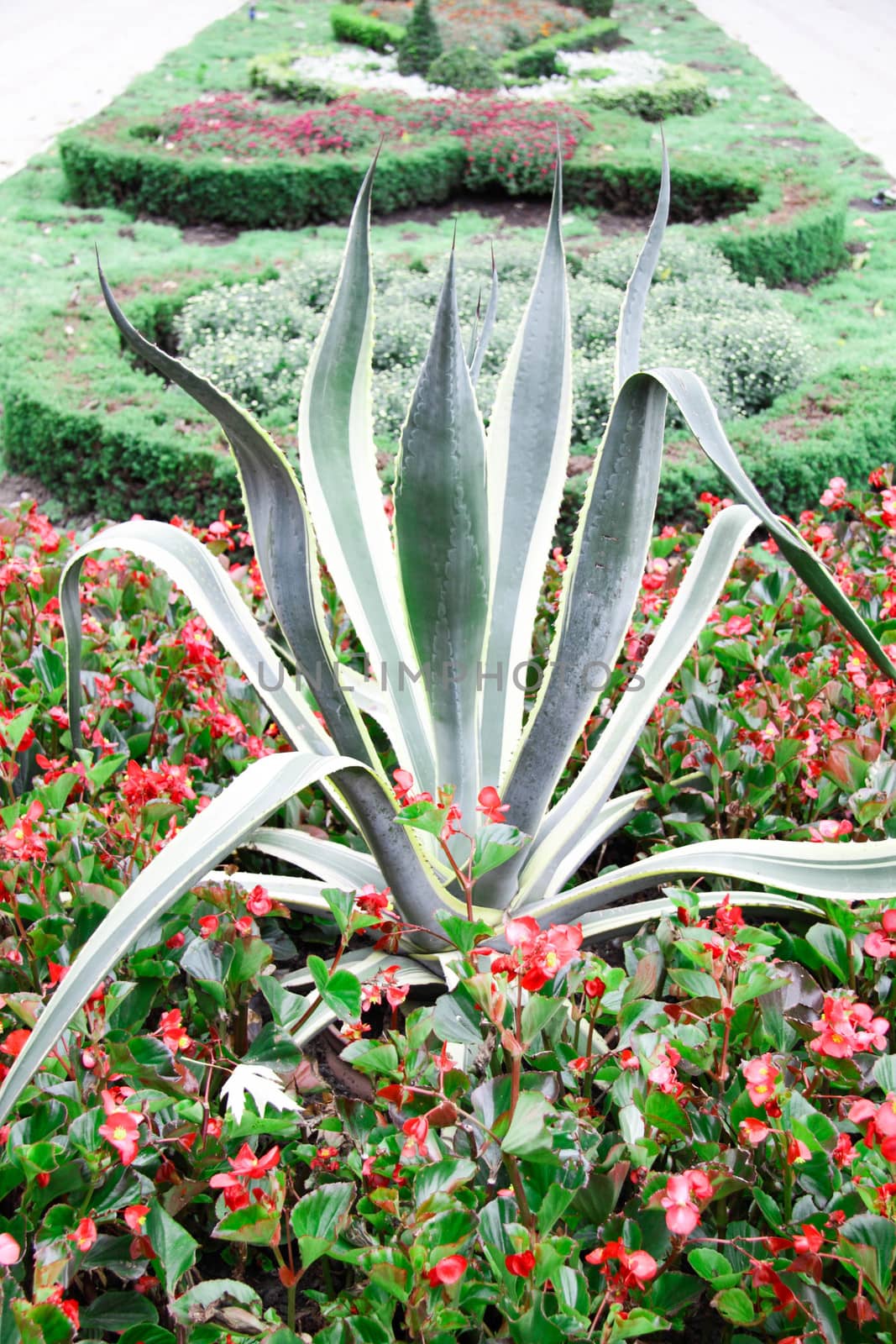 big plant with red flowers