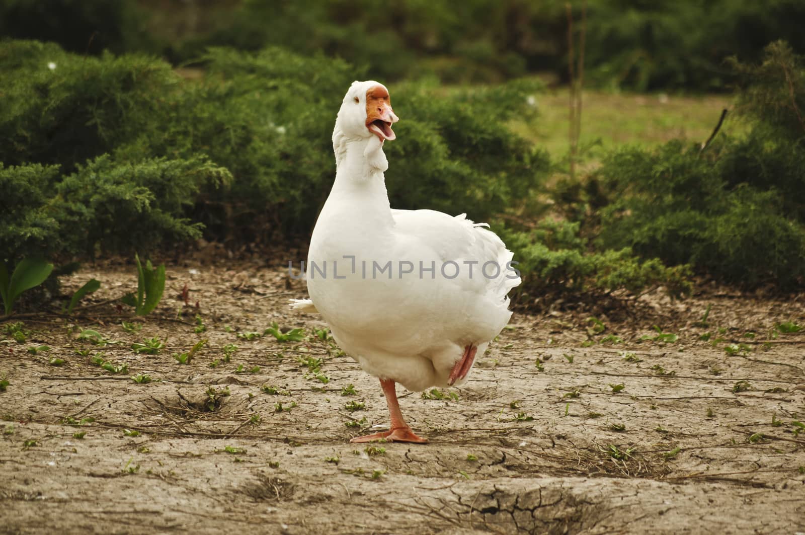 guinea goose by byvivik89