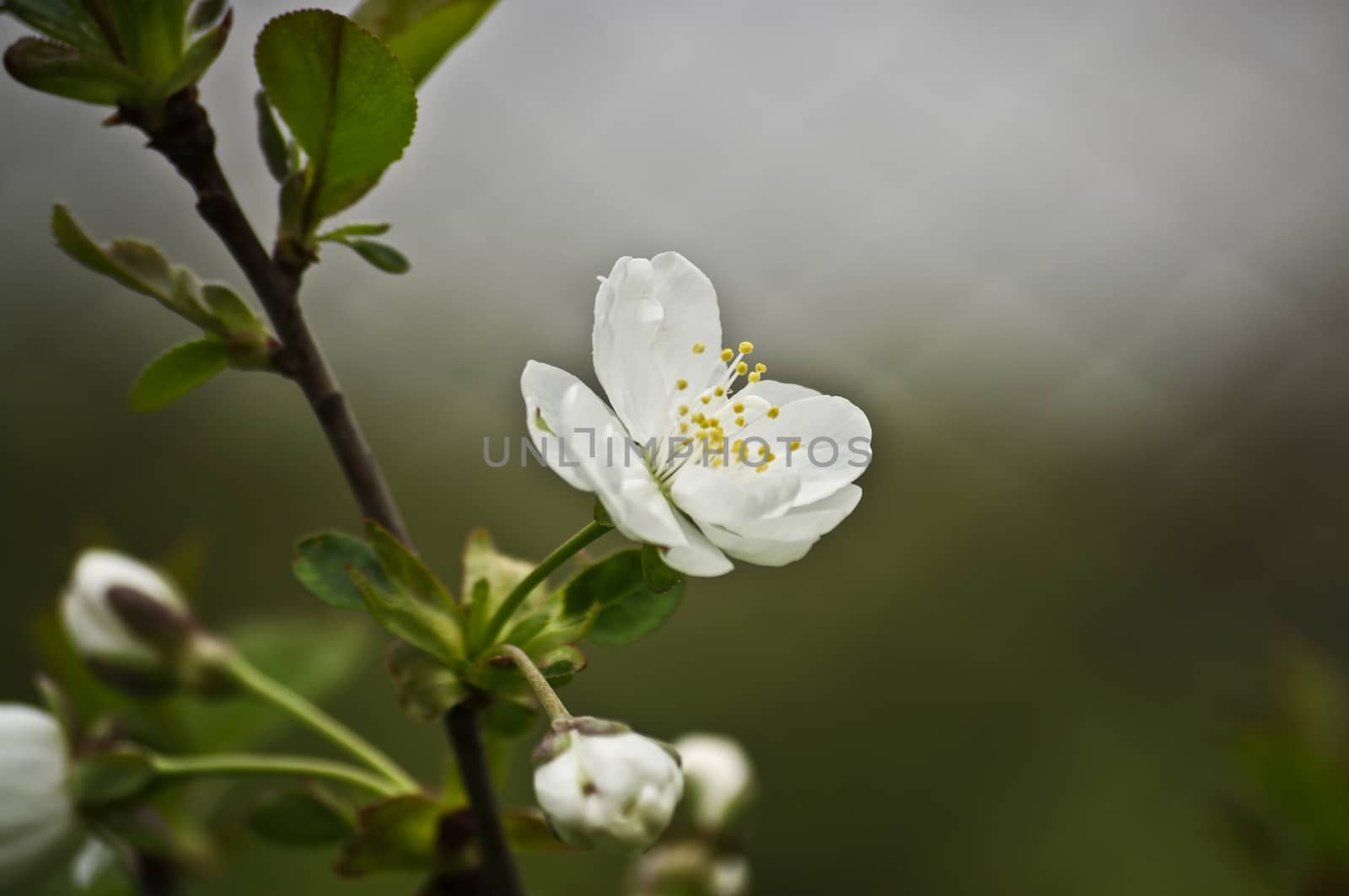 Blooming apple tree in spring time.