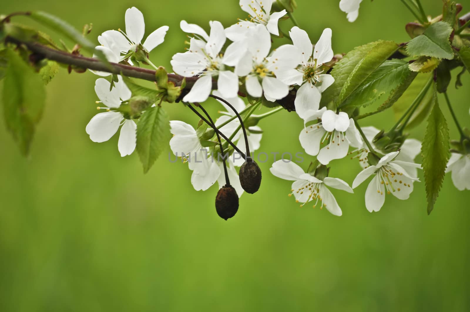 Spring white sweet cherries blossoms