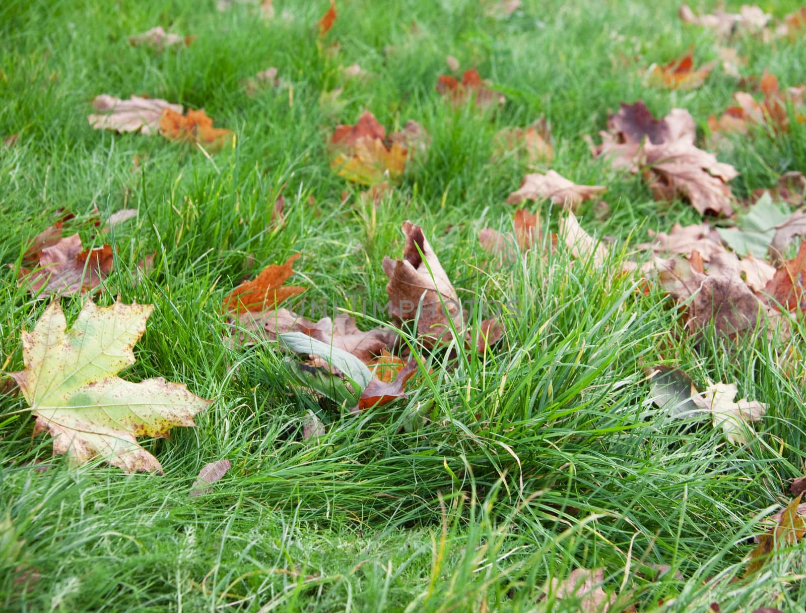 Dry leaves in grass