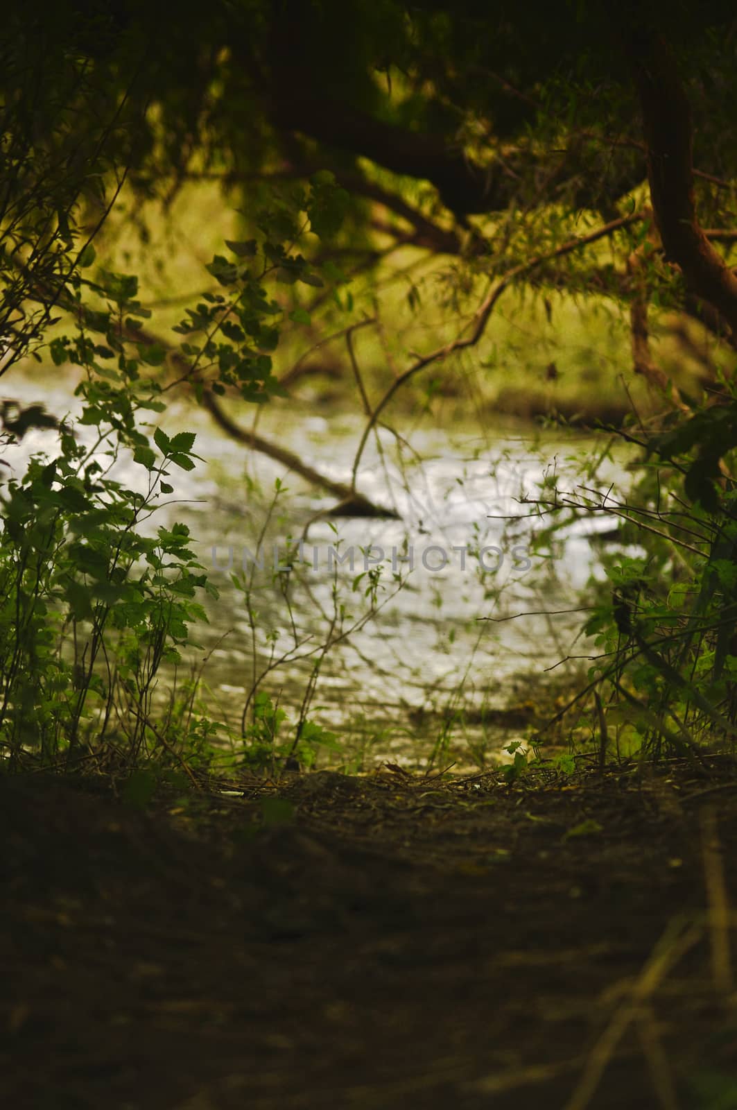 the lake at the end of the wood by byvivik89