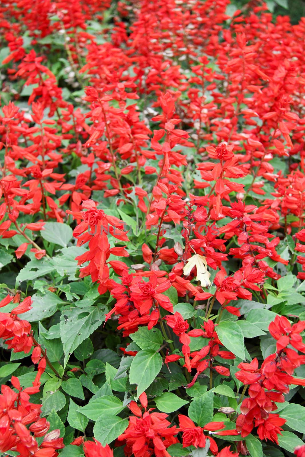 red flowers