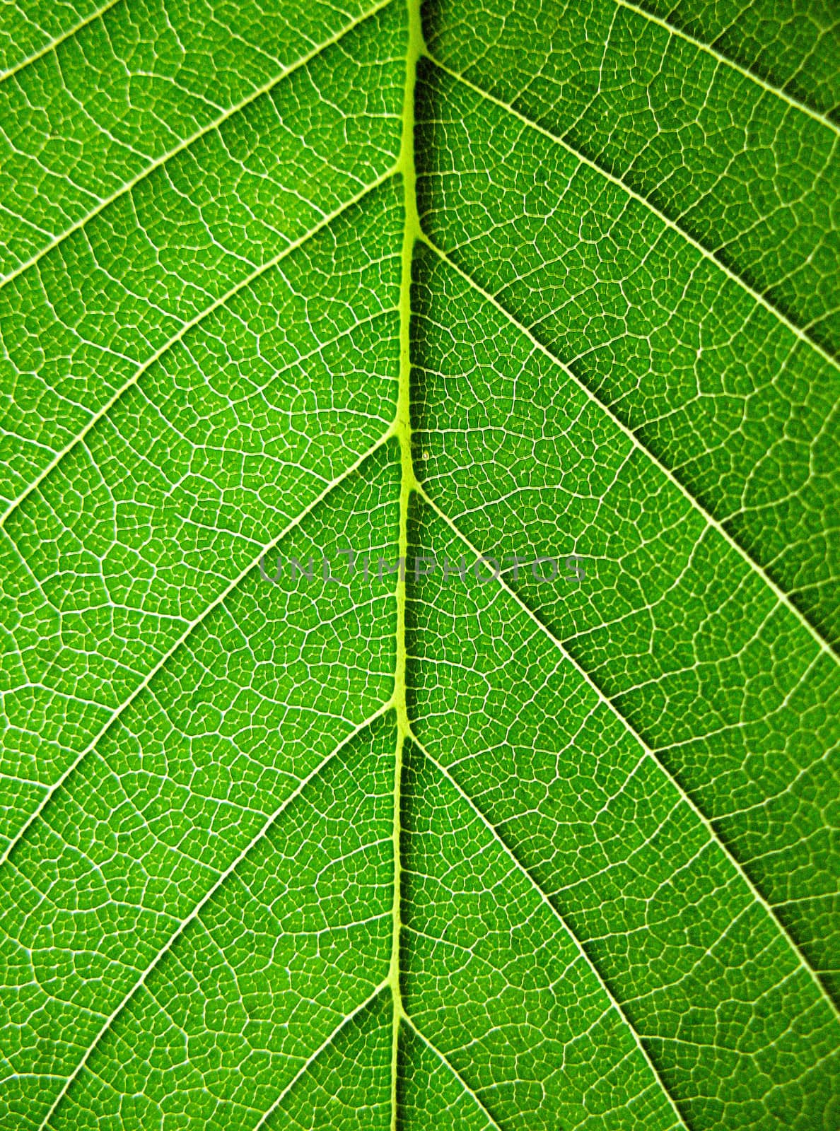 Leaves, close-up