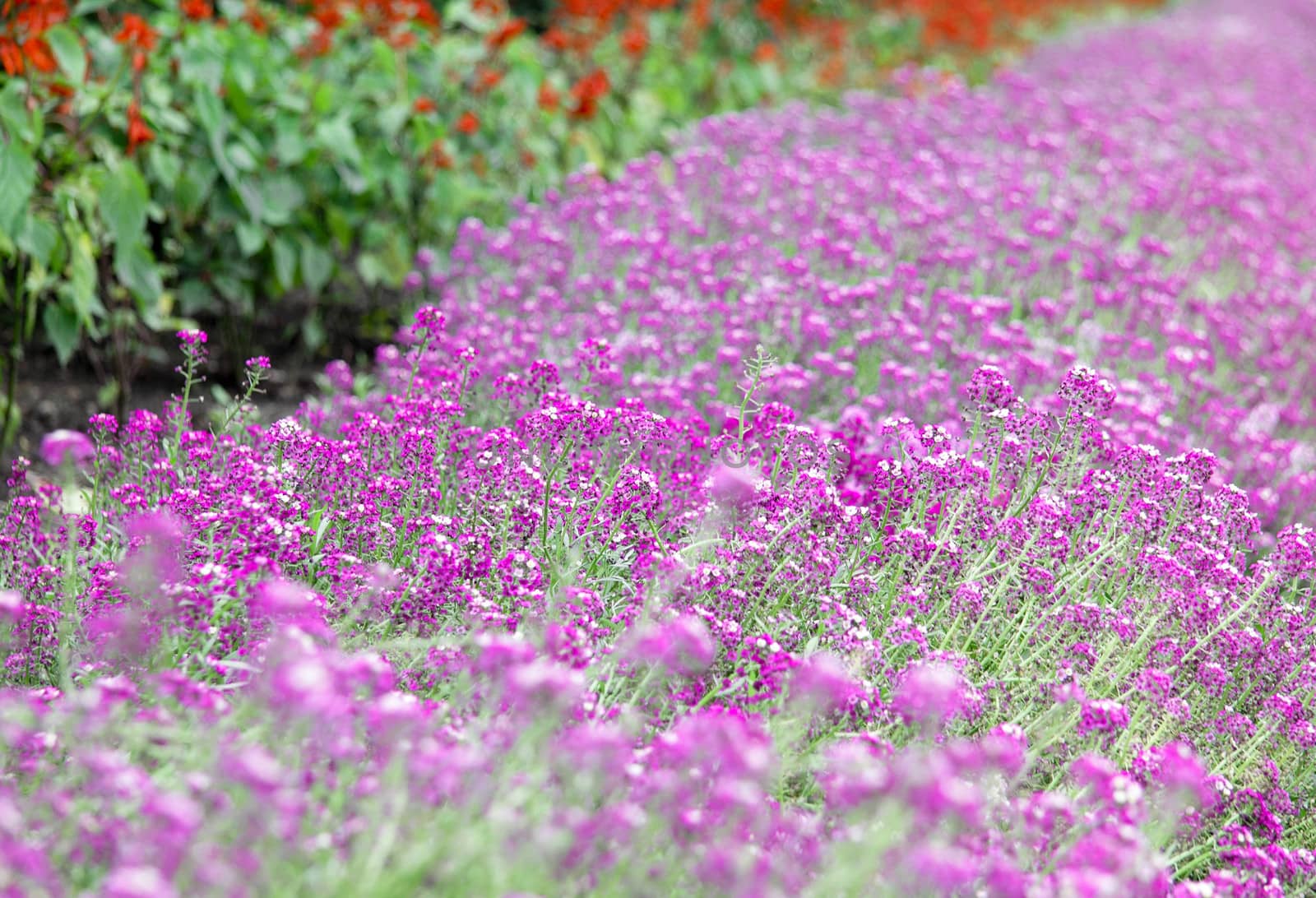 Purple flower carpet background