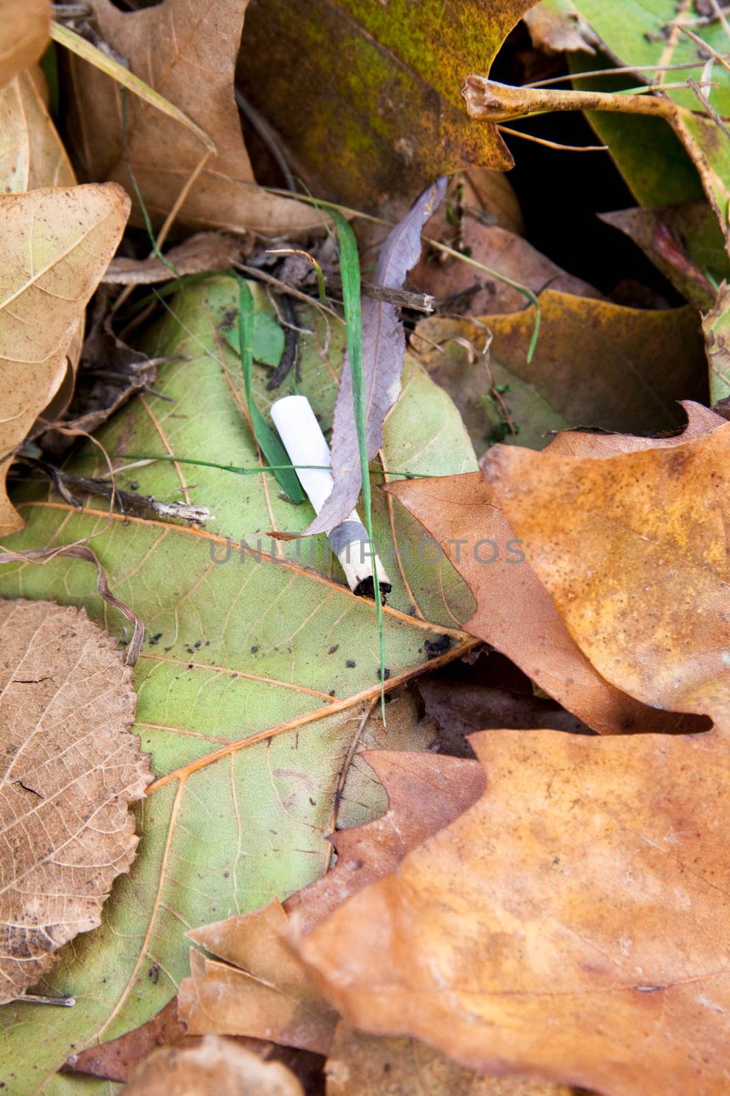 Cigarette butt in leaves