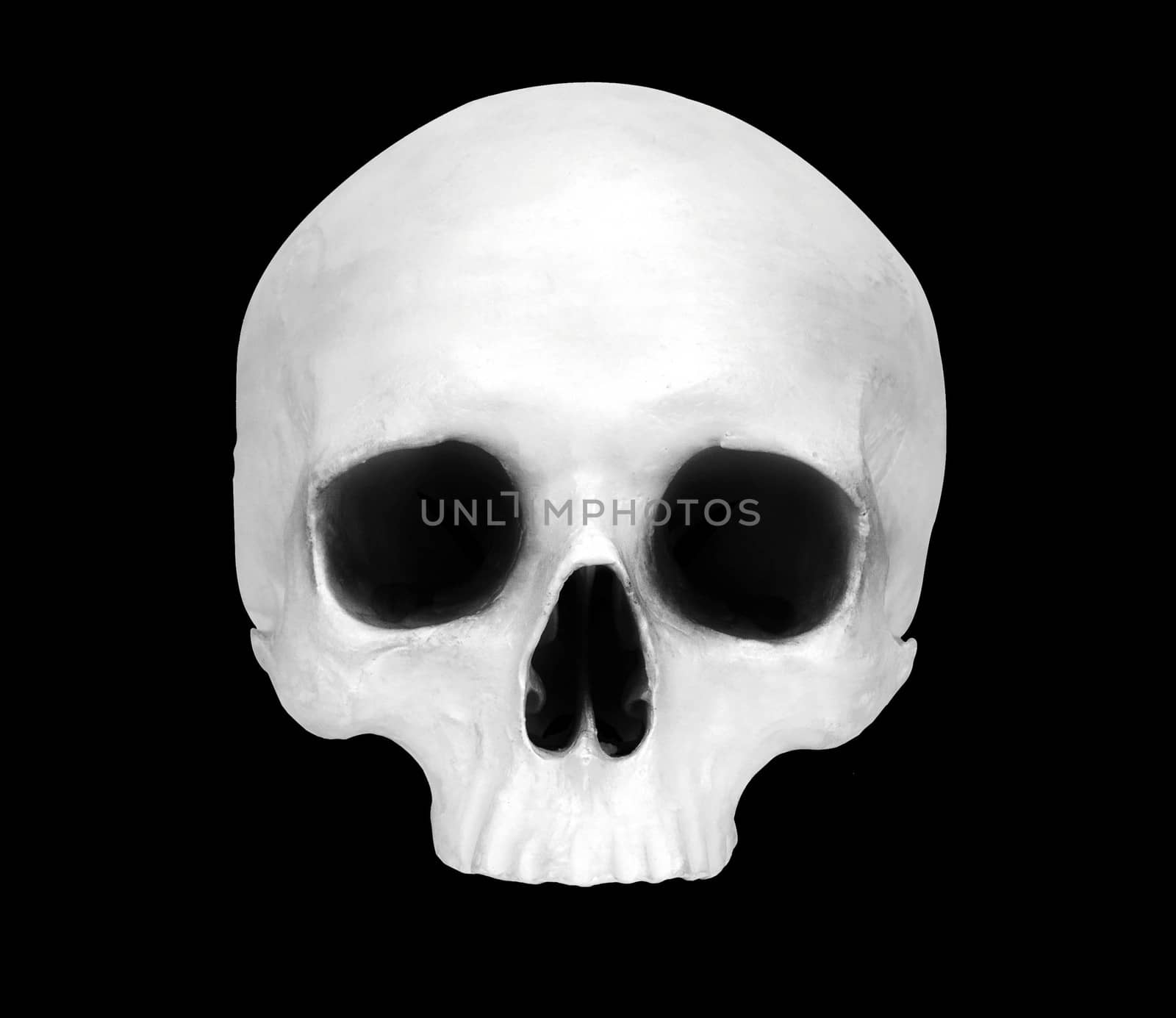 Front view of a fake skull