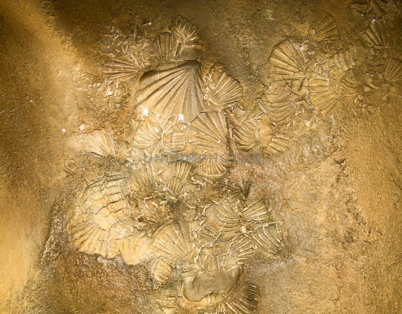 Shell sediment abstract by shutswis