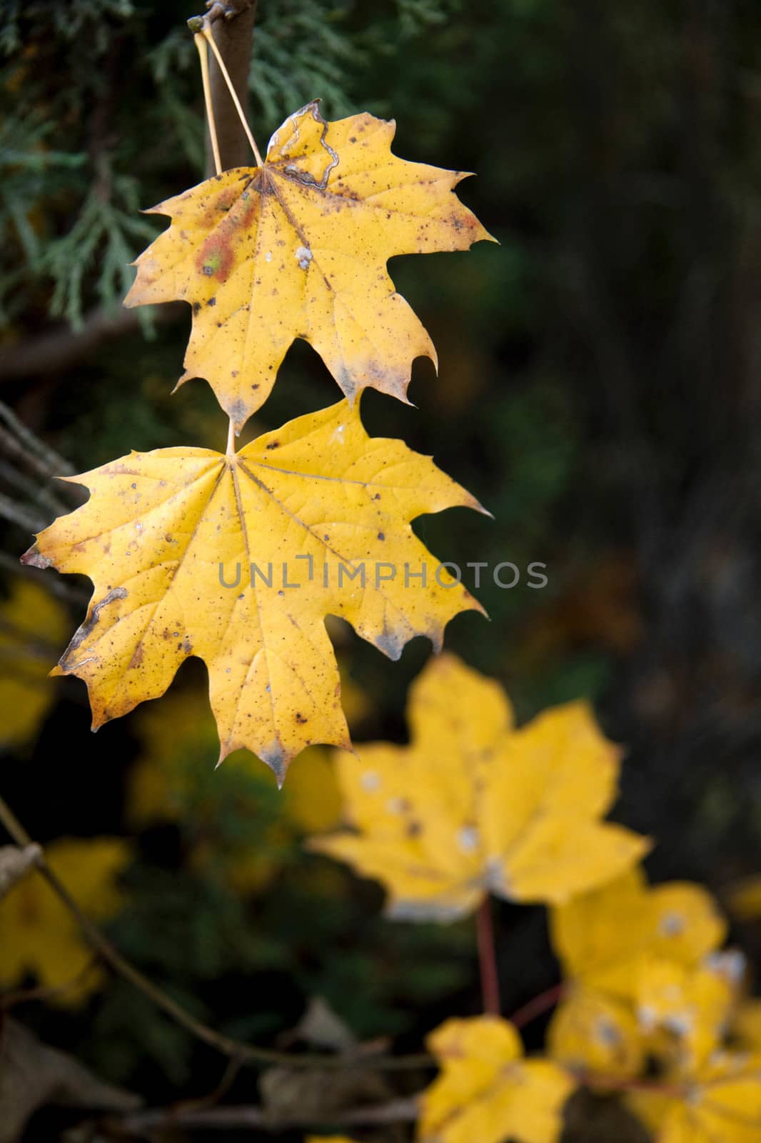 Dry yellow autumn leaves