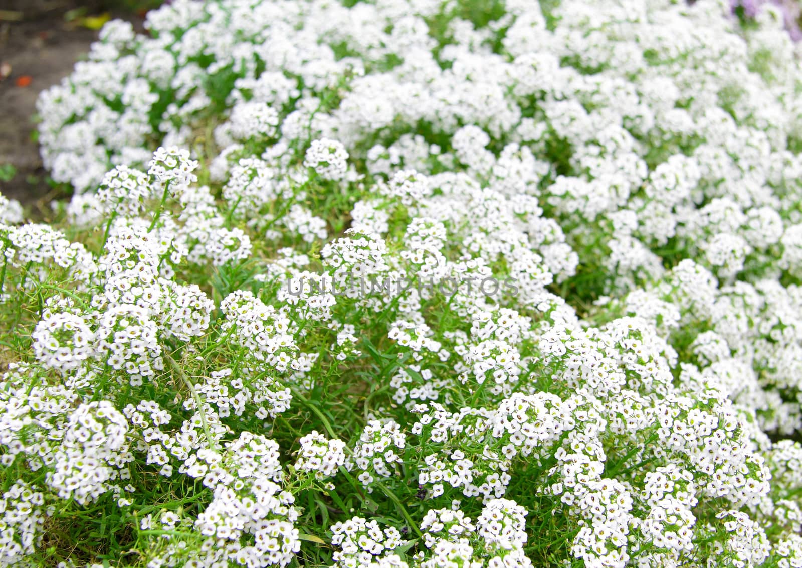 white flowers background