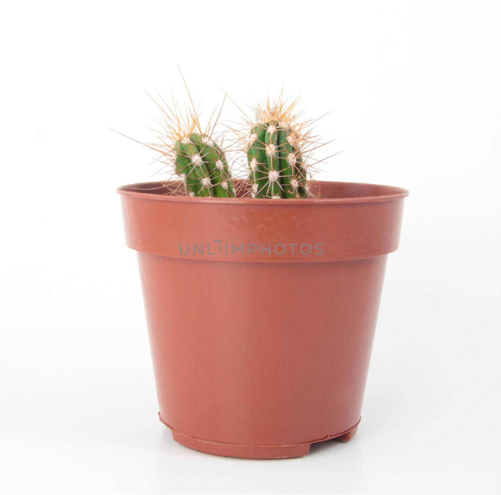 Two Cactus with Thorns in a Pot by shutswis