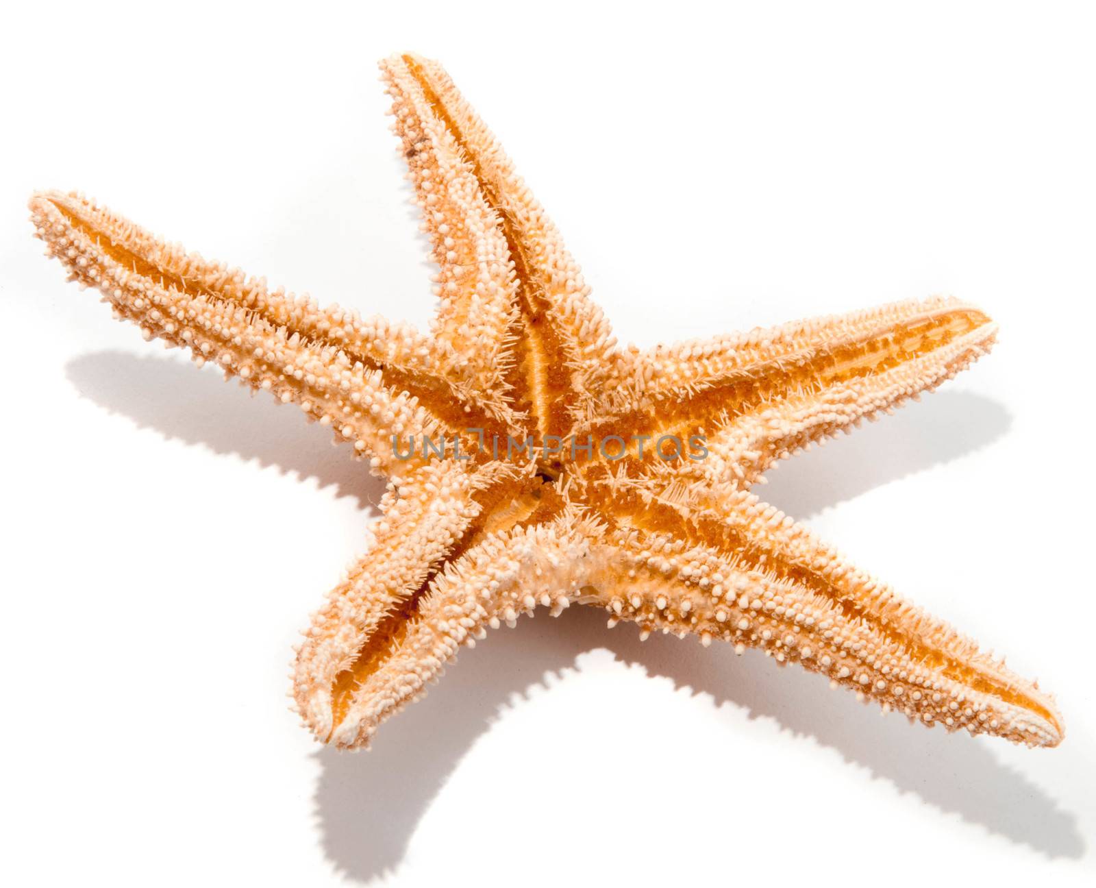 Starfish from oceans