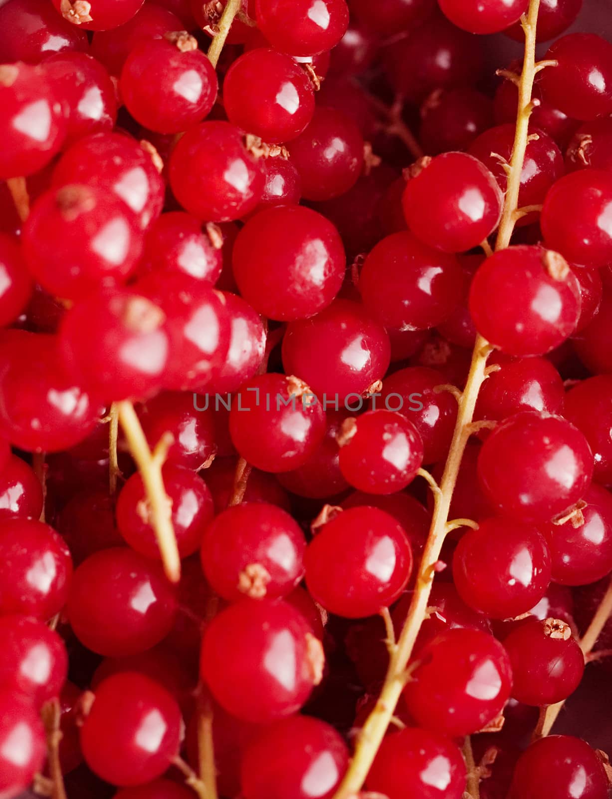 background of red berries in closeup