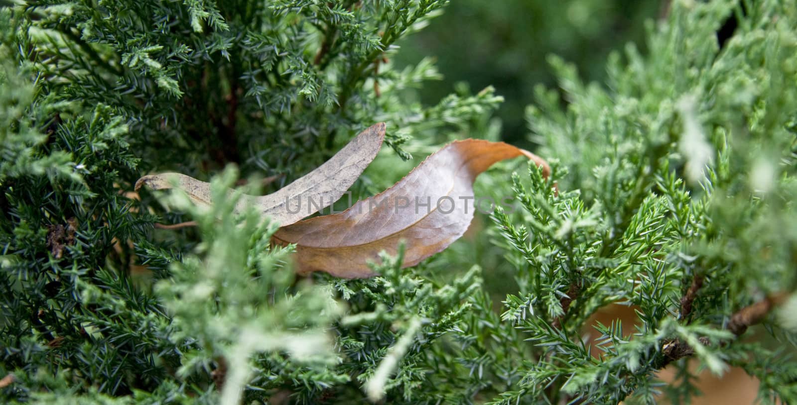 Dry leaves in pine tree by shutswis