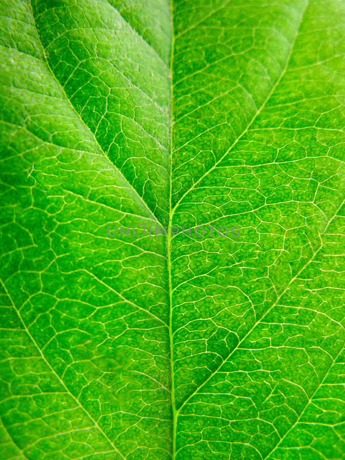 green leaf texture by shutswis