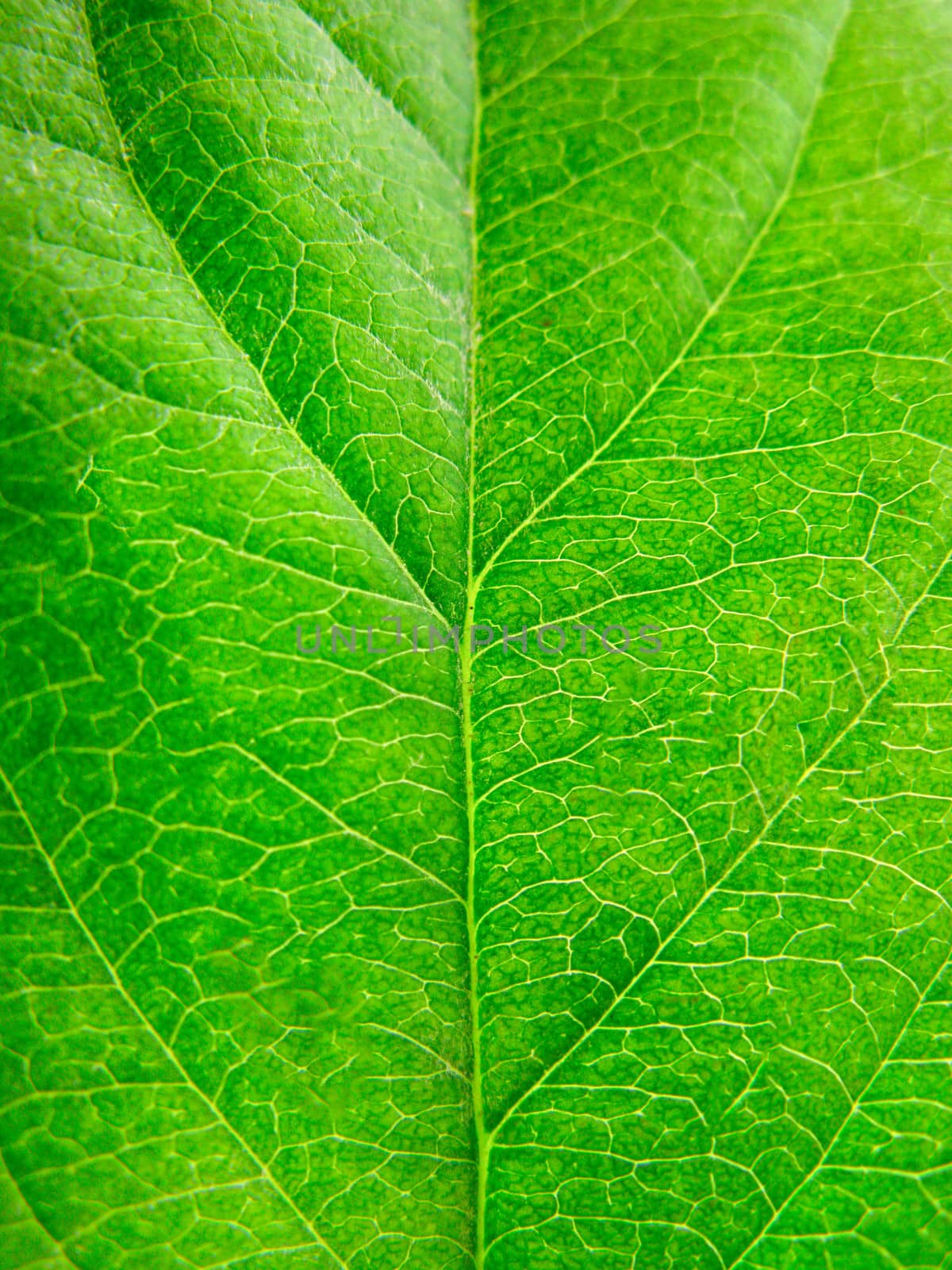 green leaf texture