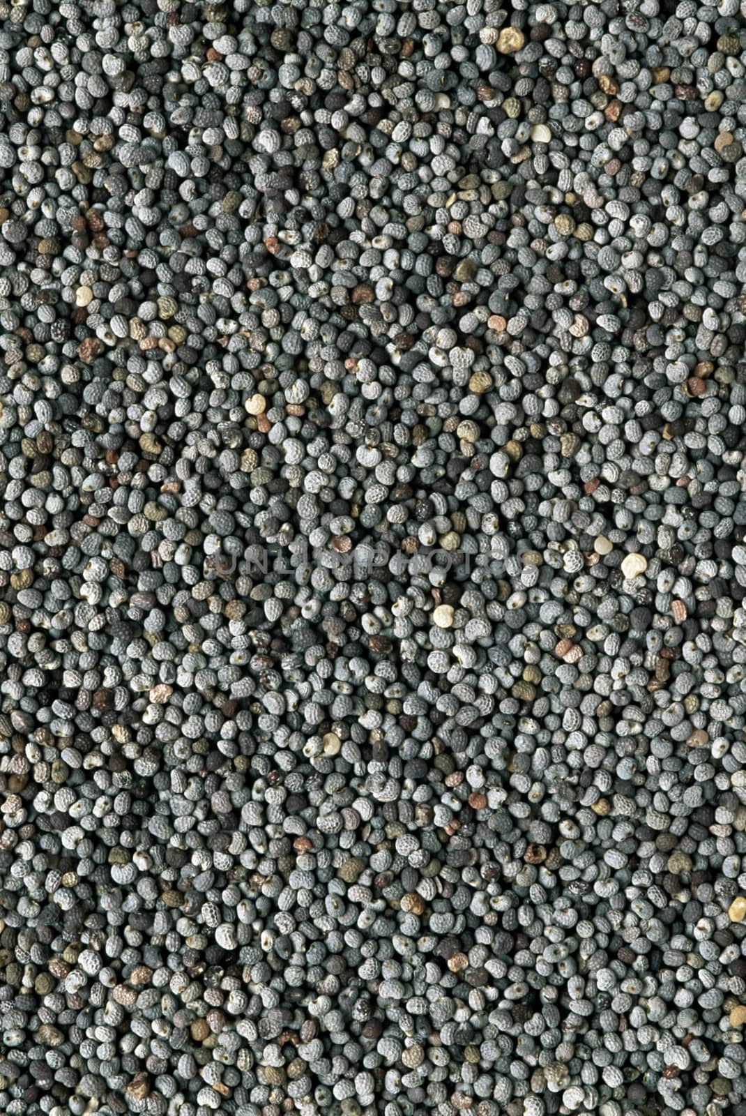 Poppy seeds by shutswis