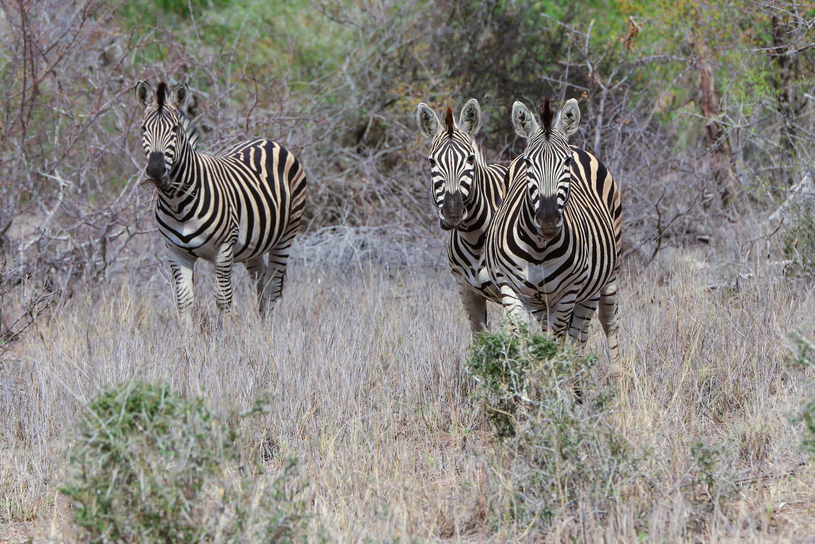 Three Zebra's grazzing in fields and looking forward