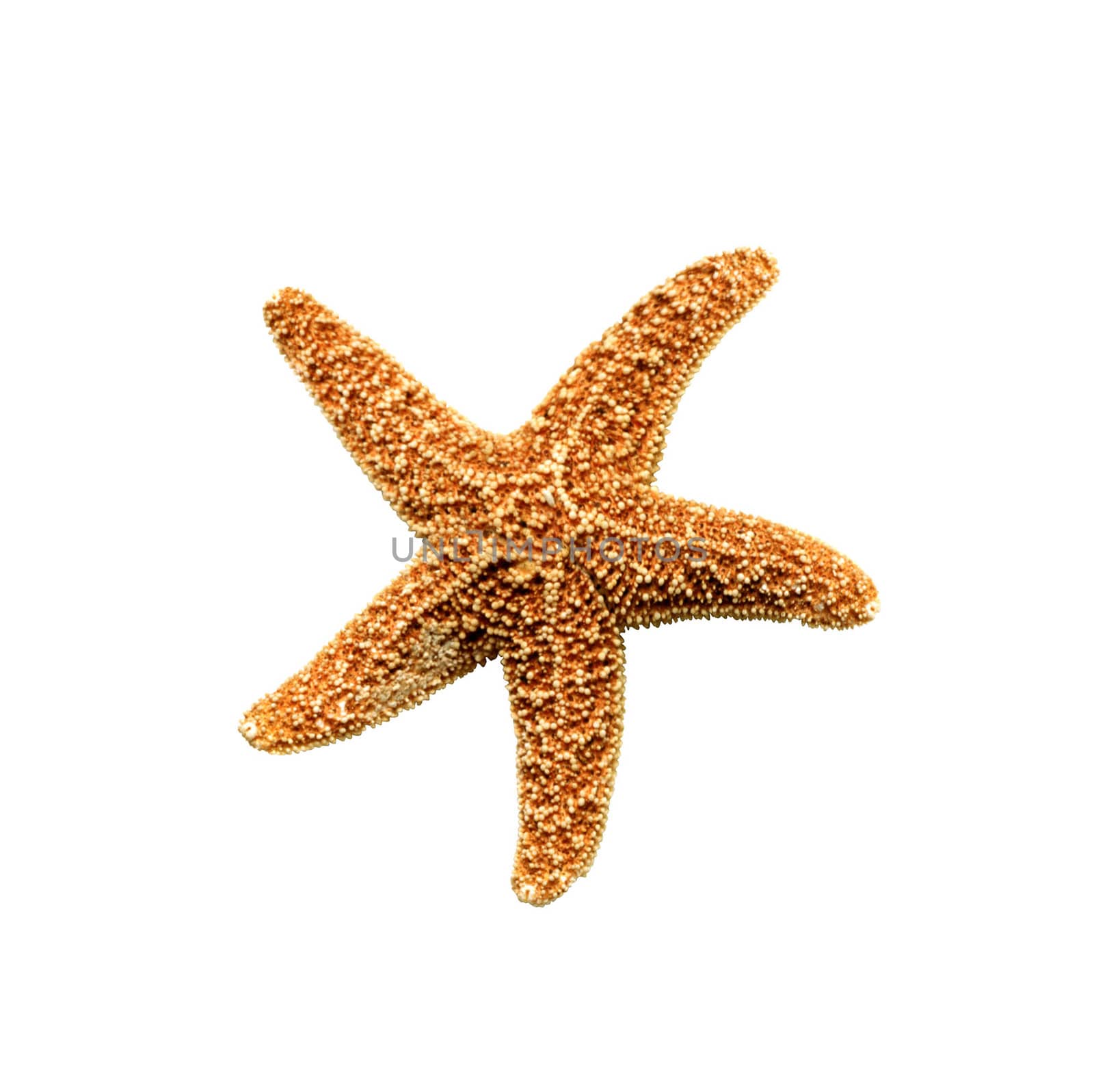 starfish isolated on white background by shutswis