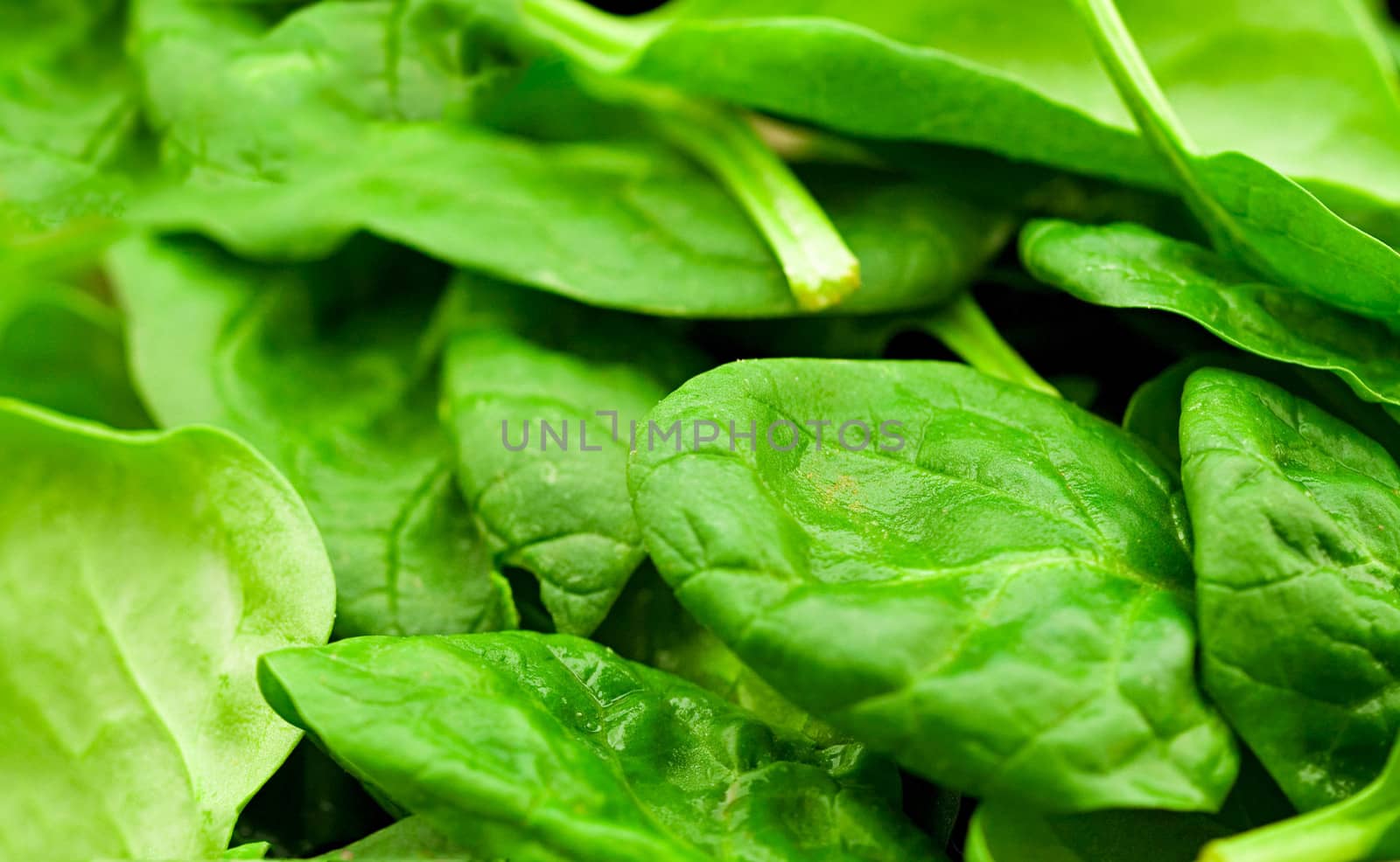 fresh green lettuce salad closeup by shutswis