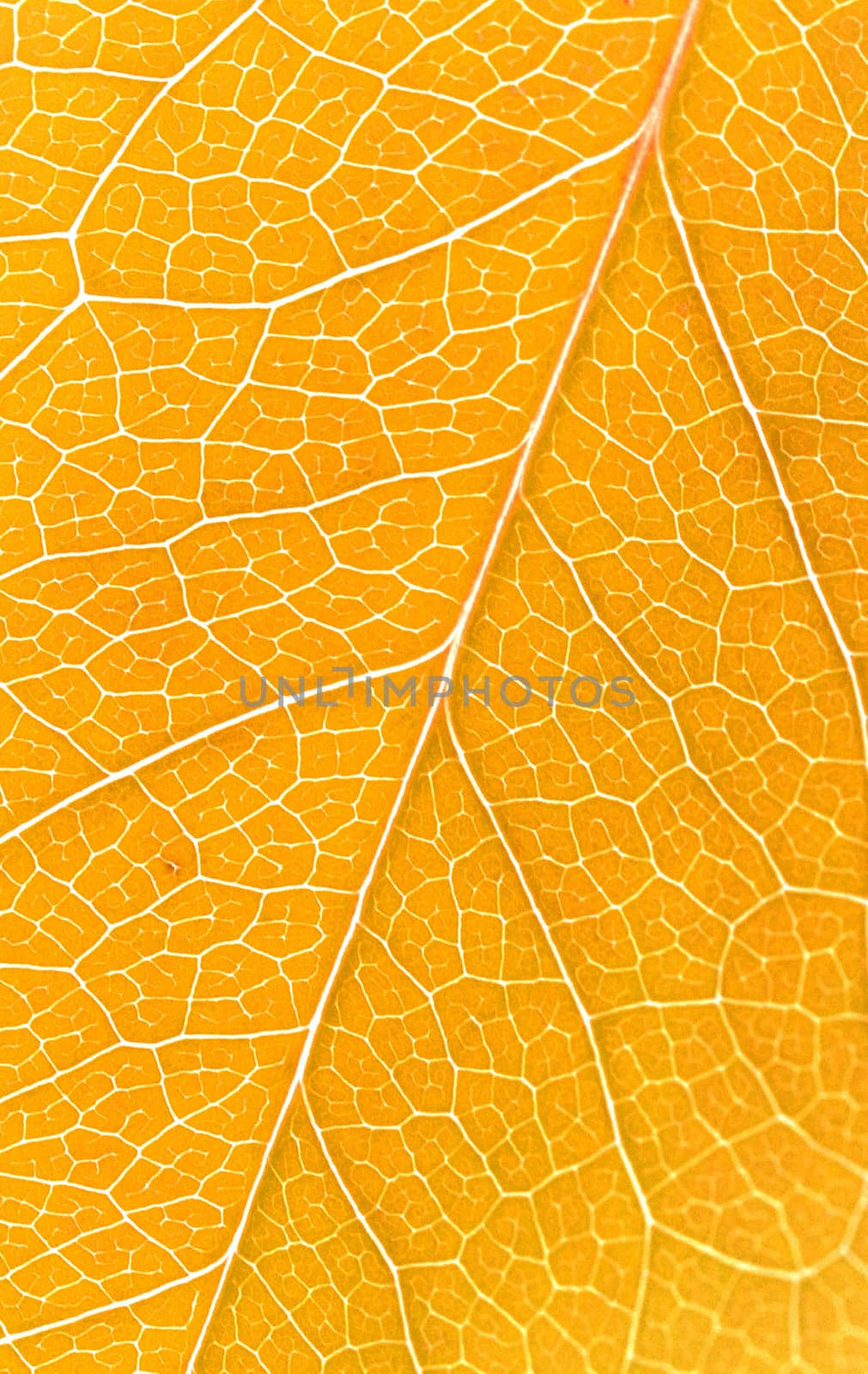Beautiful yellow autumn leaves background